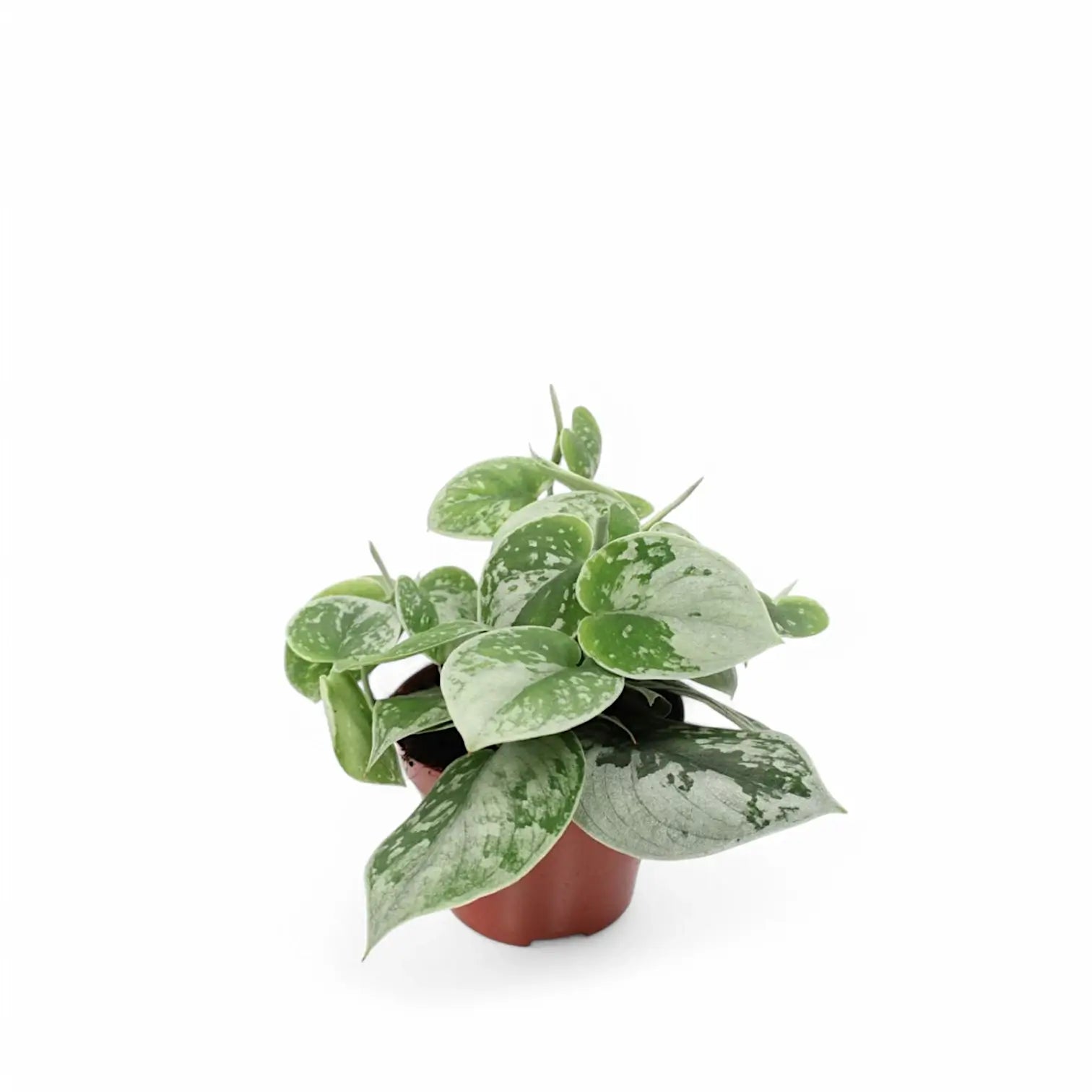 Scindapsus pictus 'Silvery Ann' potted plant in nursery pot on white background.