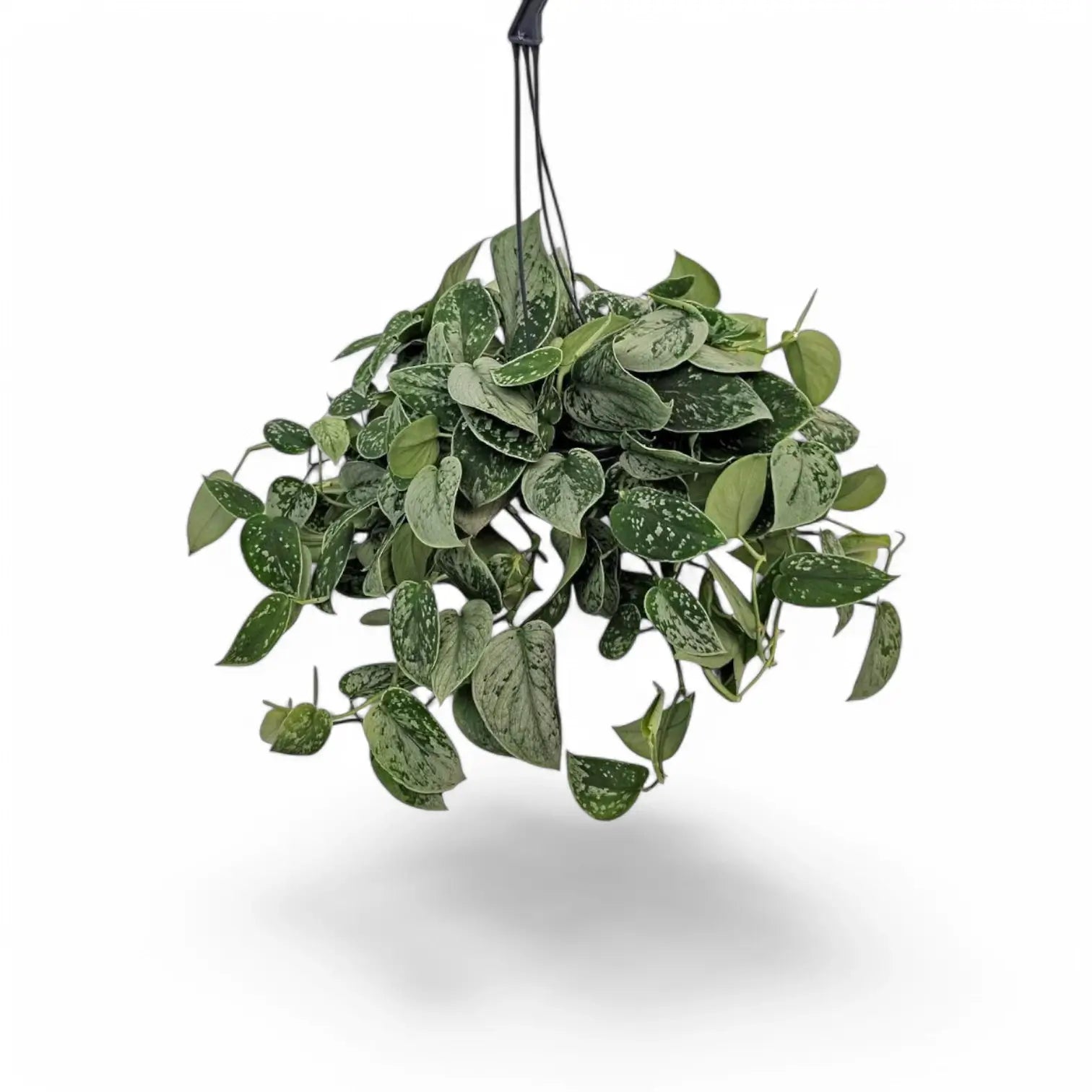 Scindapsus pictus 'Silvery Ann' potted plant in nursery pot on white background.