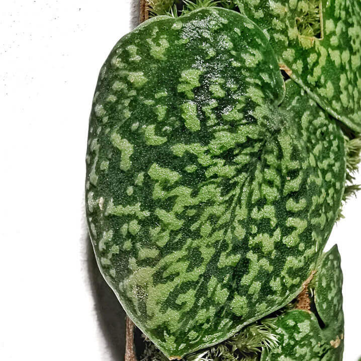 Scindapsus pictus 'Snake scale' close-up of leaf on white background.