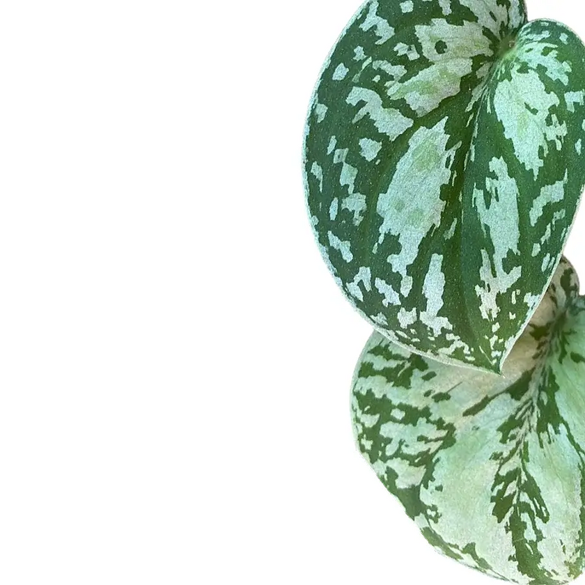 Scindapsus pictus 'Tricolor' close-up of leaf on white background.