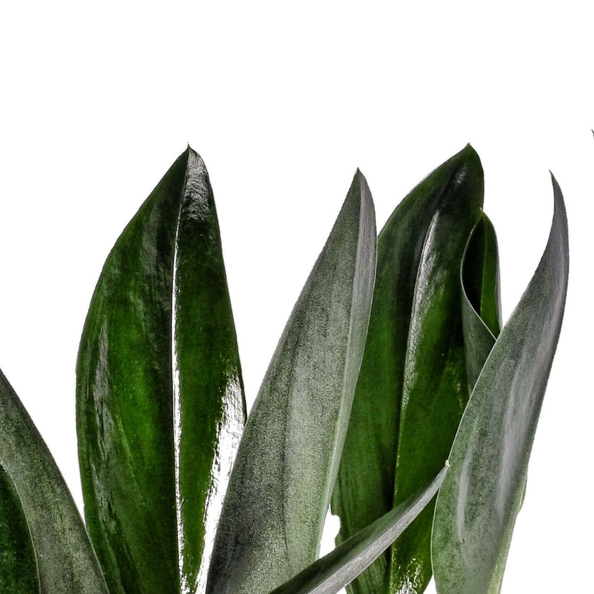 Scindapsus treubii 'Dark form' ('Nearly Black') close-up of leaf on white background.