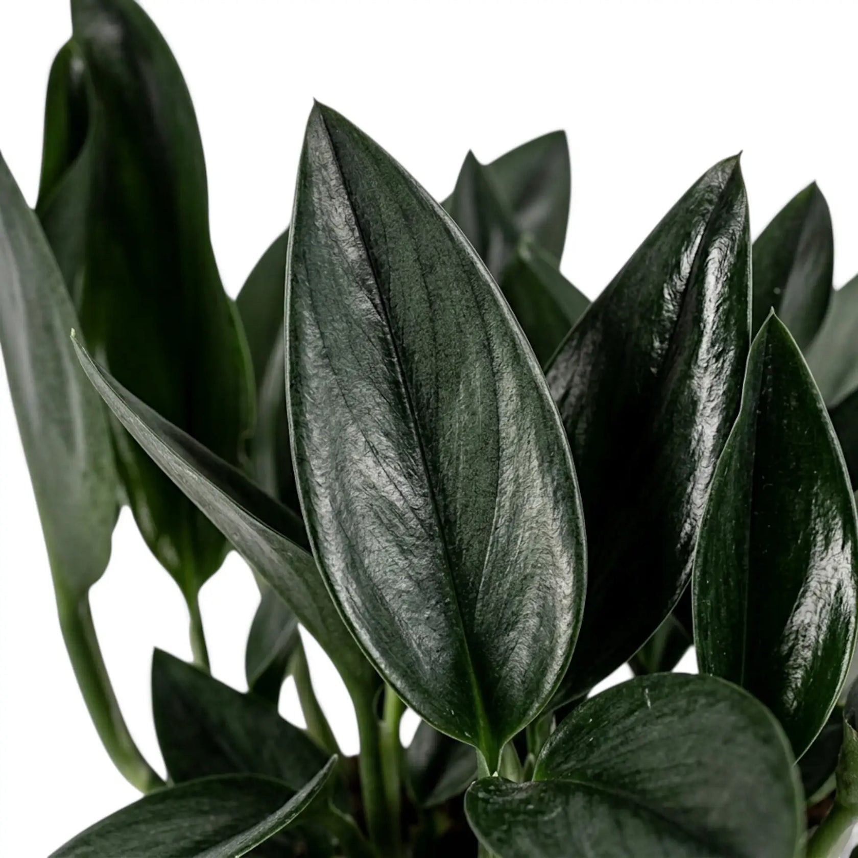 Detailaufnahme des Laubs von Scindapsus treubii 'Dark Form' mit dicken, dunklen Blättern und glatter, glänzender Oberfläche