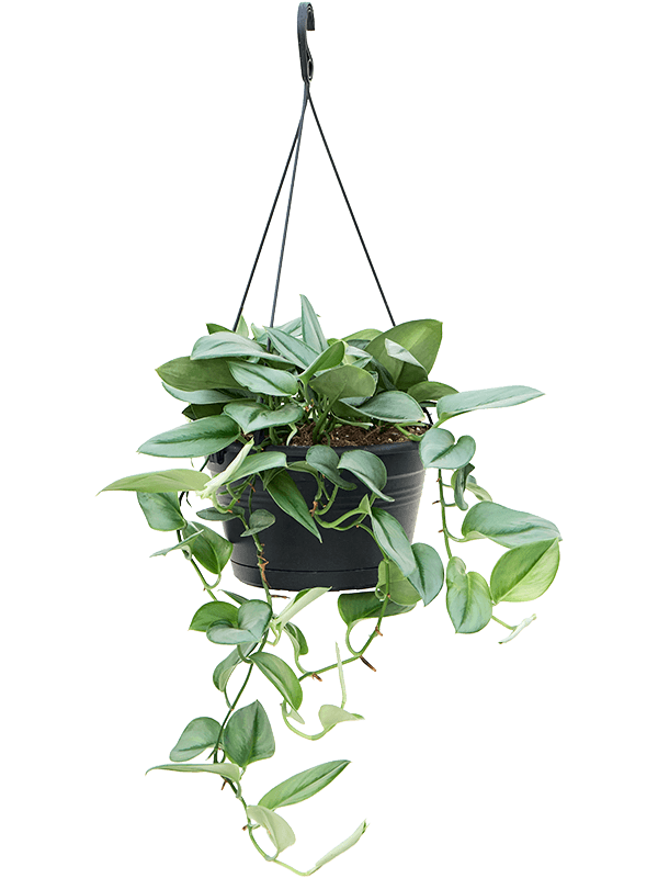 Scindapsus treubii 'Moonlight' potted plant in nursery pot on white background.