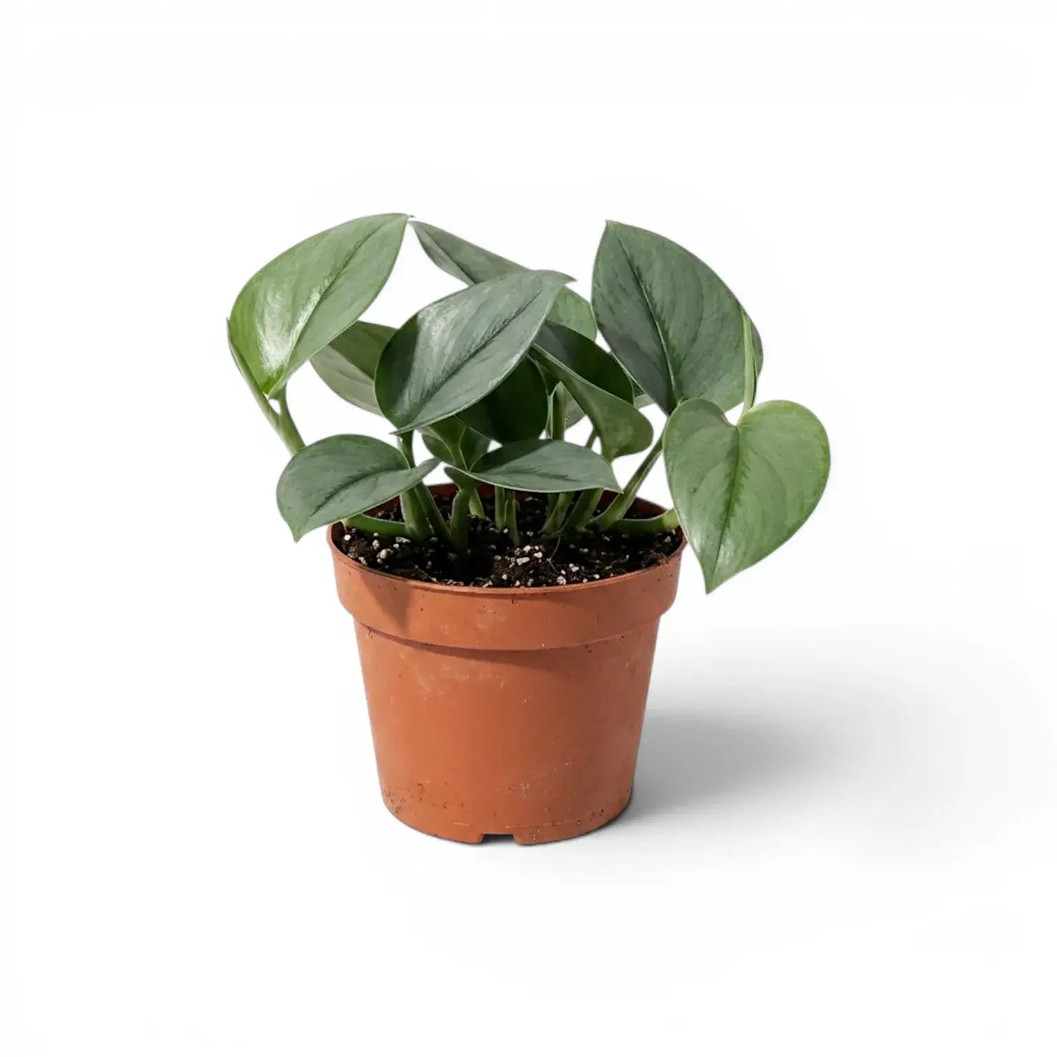 Scindapsus treubii Moonlight plant in a nursery pot.