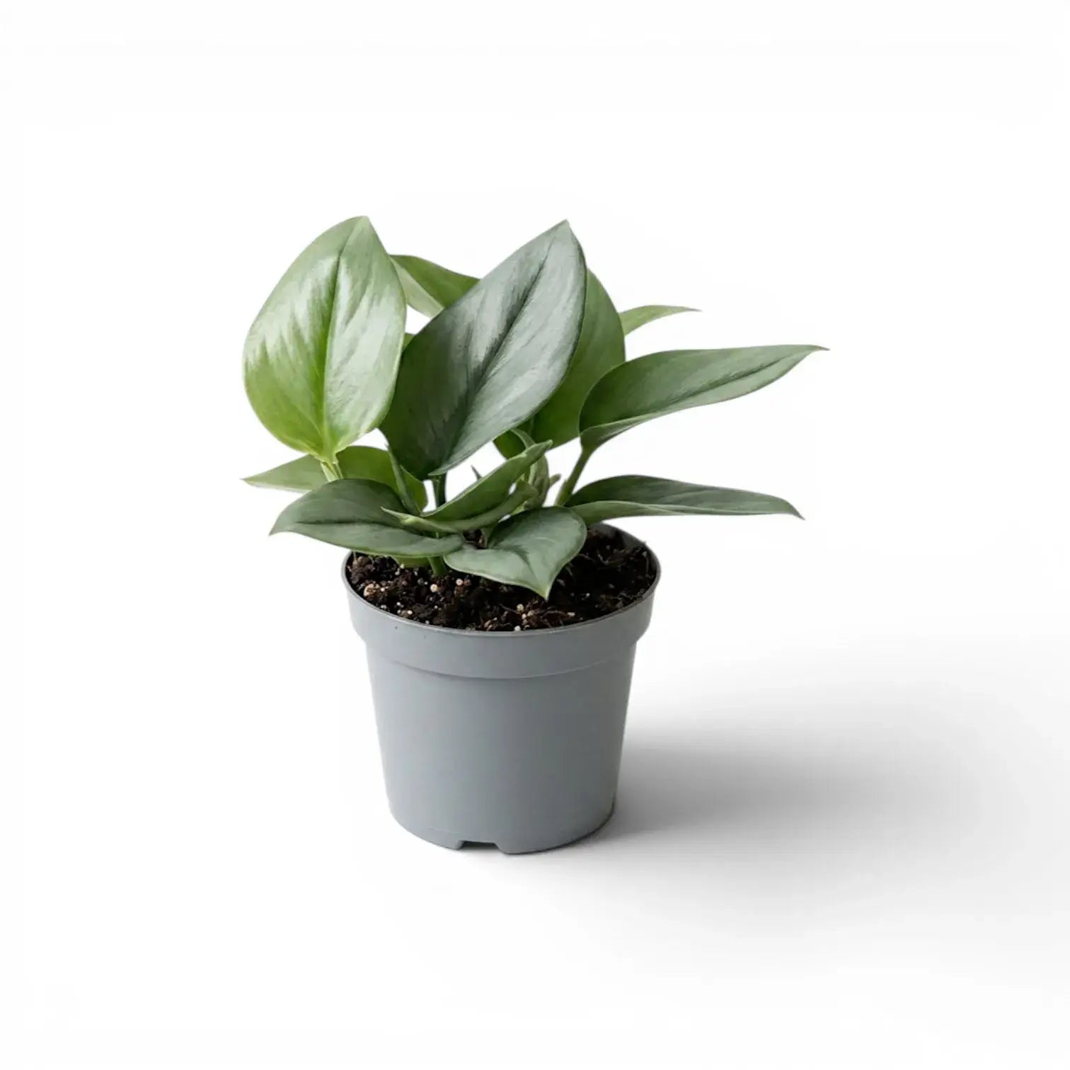 Scindapsus treubii Moonlight plant in a nursery pot.
