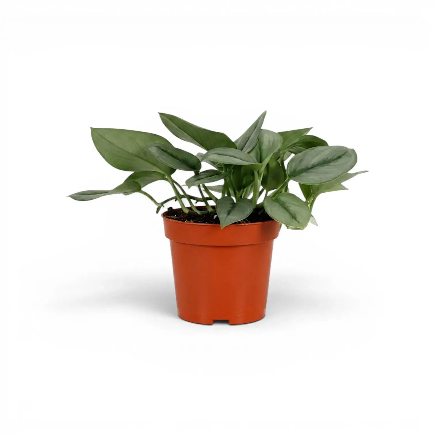 Scindapsus treubii Moonlight plant in a nursery pot.