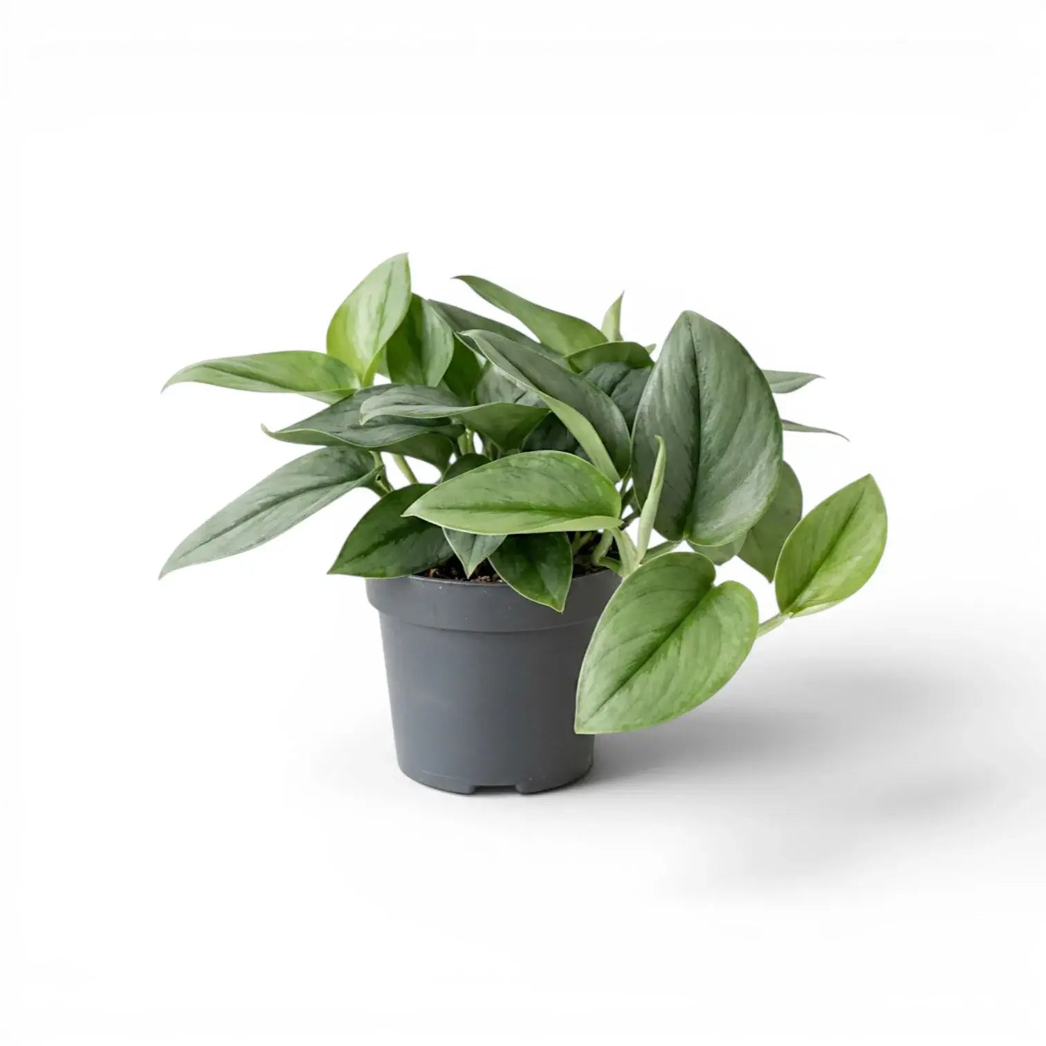 Scindapsus treubii Moonlight plant in a nursery pot.