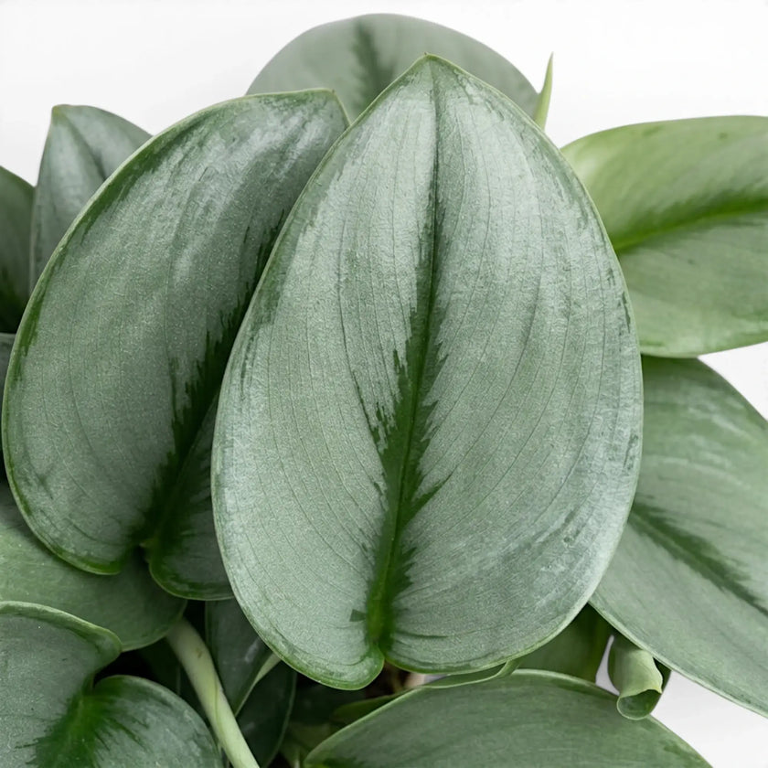 Scindapsus treubii Moonlight foliage close-up with silvery green leaves.