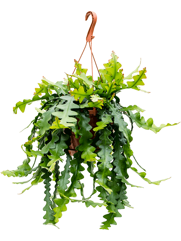 Selenicereus anthonyanus potted plant in nursery pot on white background.