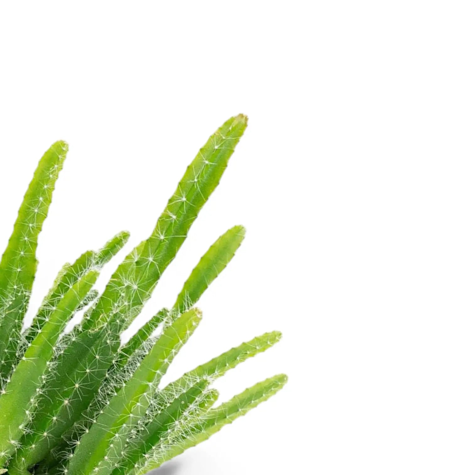 Selenicereus undatus leaf close-up on white background.