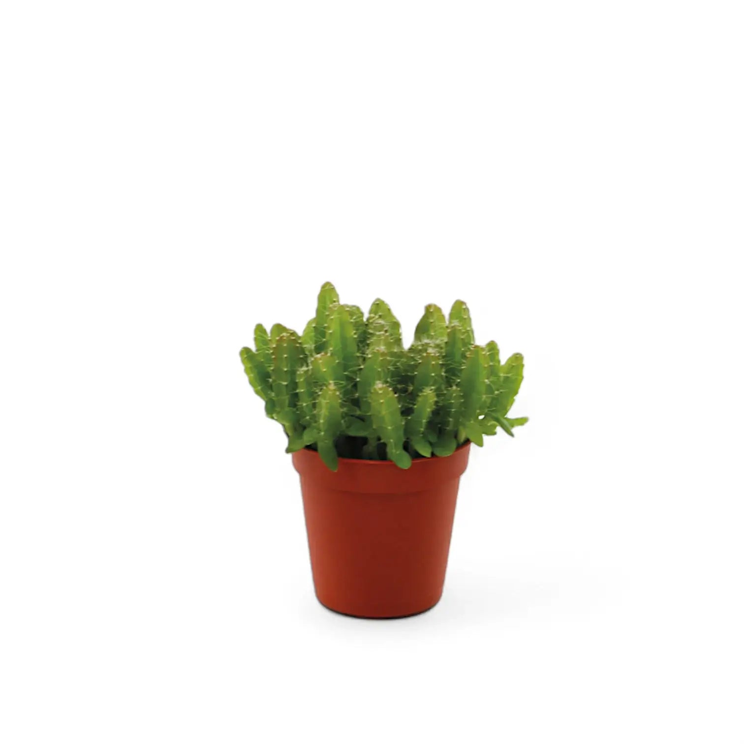 Selenicereus undatus potted plant in nursery pot on white background.