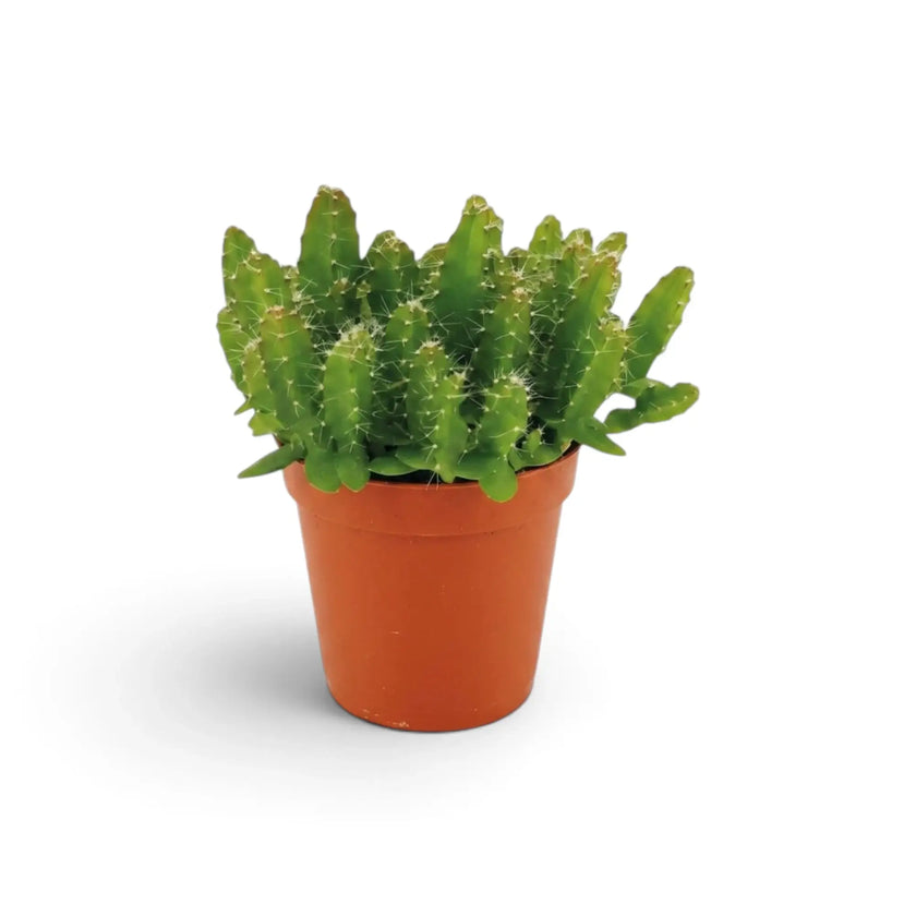 Junger Kaktus der Art Selenicereus undatus im Terrakottatopf, von vorn