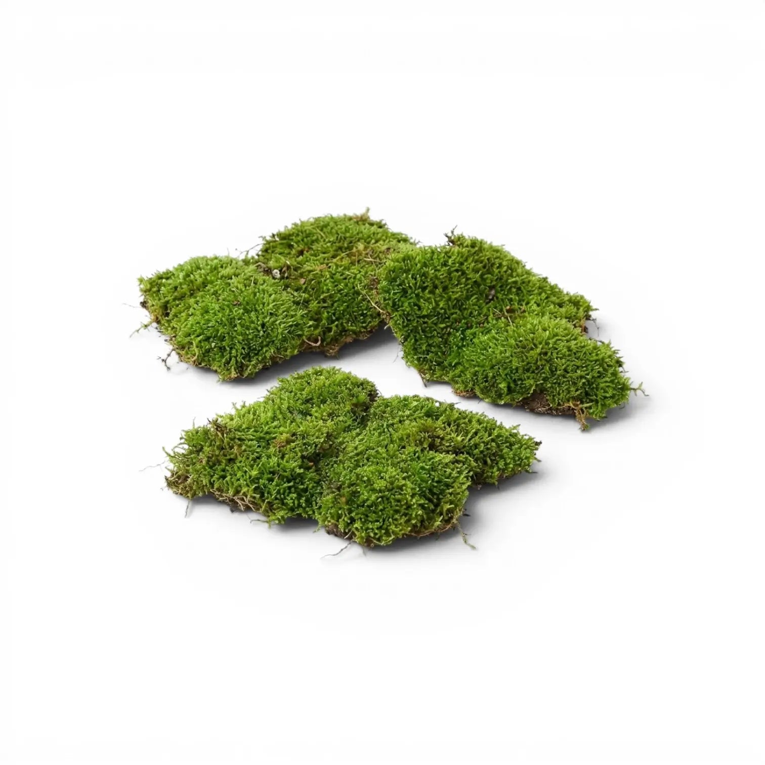 Four green moss sheets on a white background