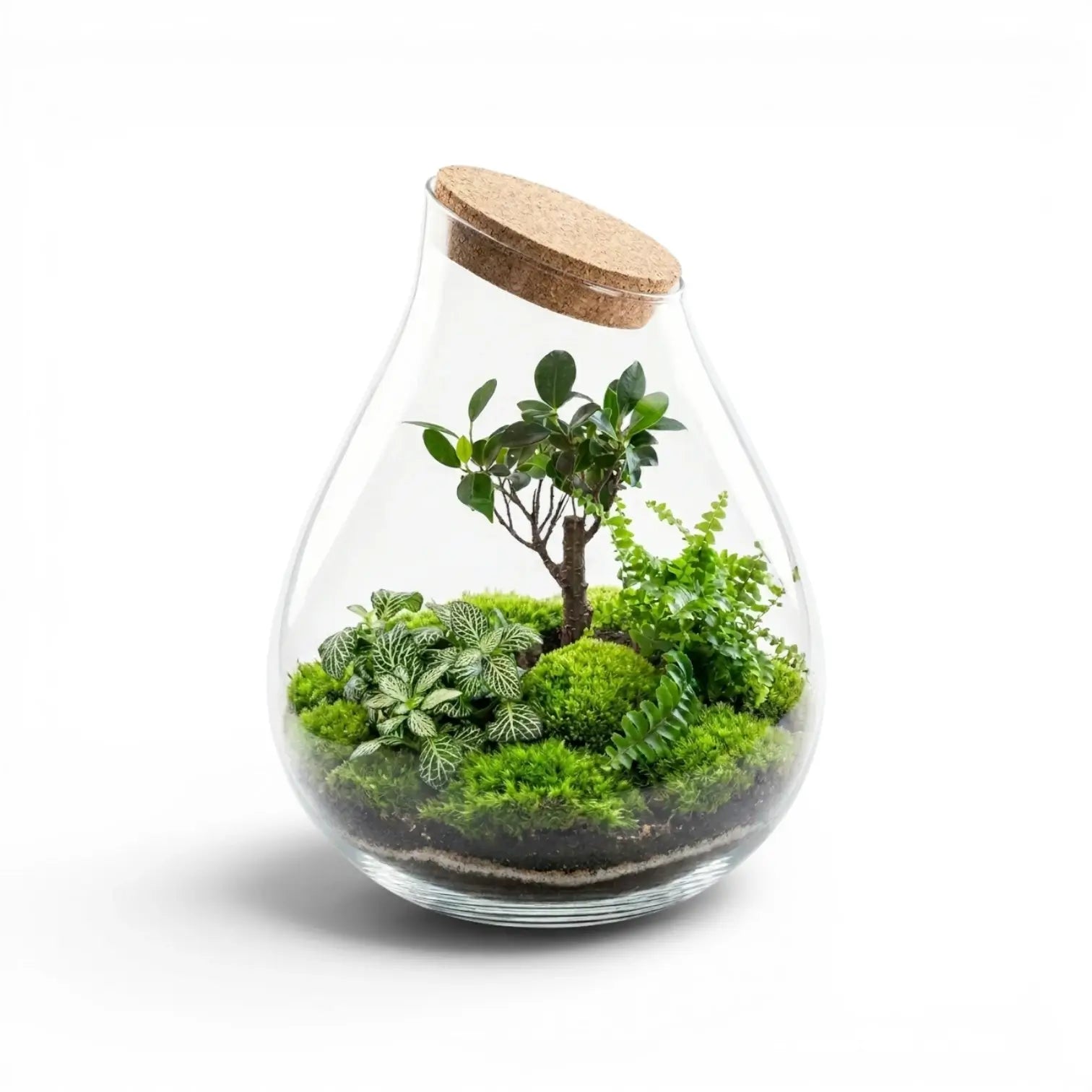 Glass terrarium with plants, sheet moss and a cork lid on a white background