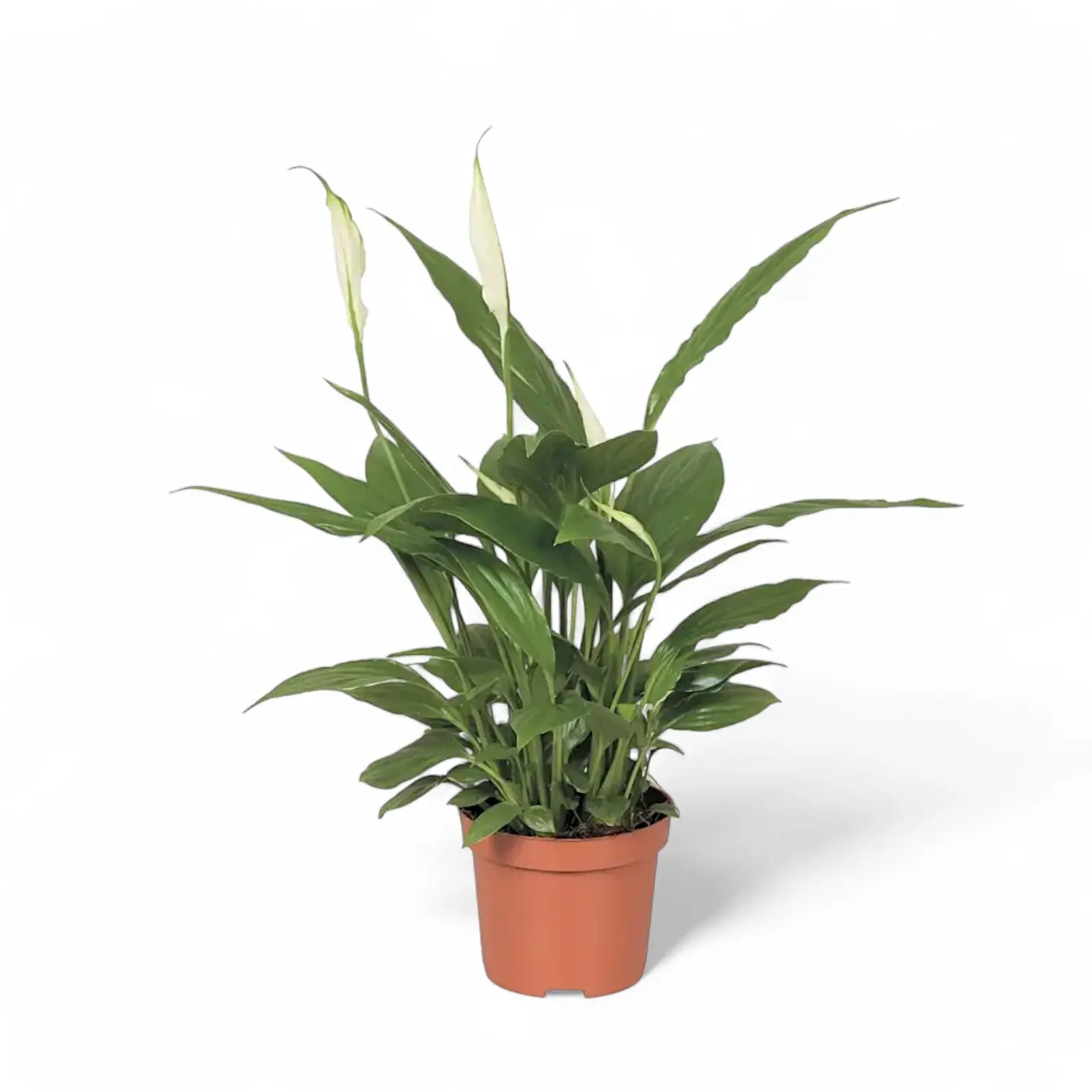 Spathiphyllum 'Alana' Zimmerpflanze im Anzuchttopf vor weißem Hintergrund, Produktfoto 4.