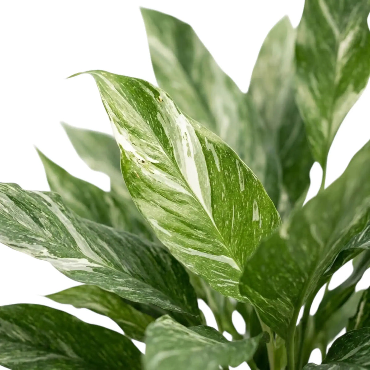 Nahaufnahme grüner Blätter von Spathiphyllum 'Diamond', die von unregelmäßigen weißen Streifen durchzogen sind.
