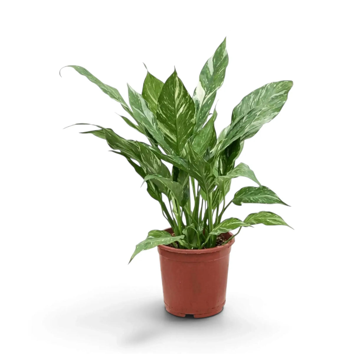 Spathiphyllum 'Diamond' im Kulturtopf mit aufrechten, weiß gestreiften grünen Blättern.