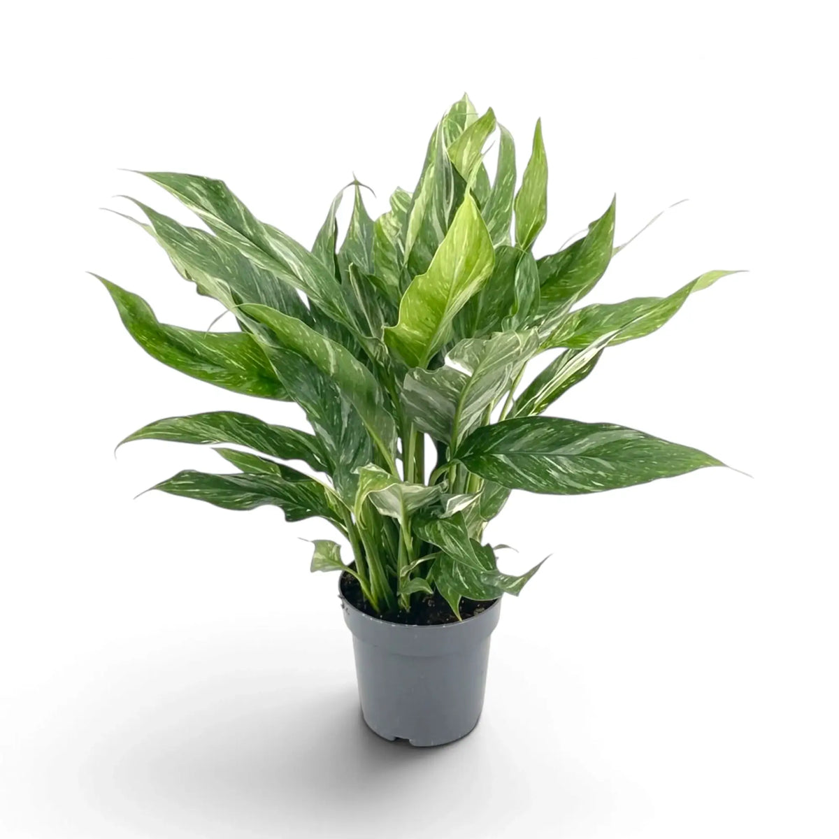 Buschiges Spathiphyllum 'Diamond' mit spitzen grünen Blättern und weißer Marmorierung im Kulturtopf.