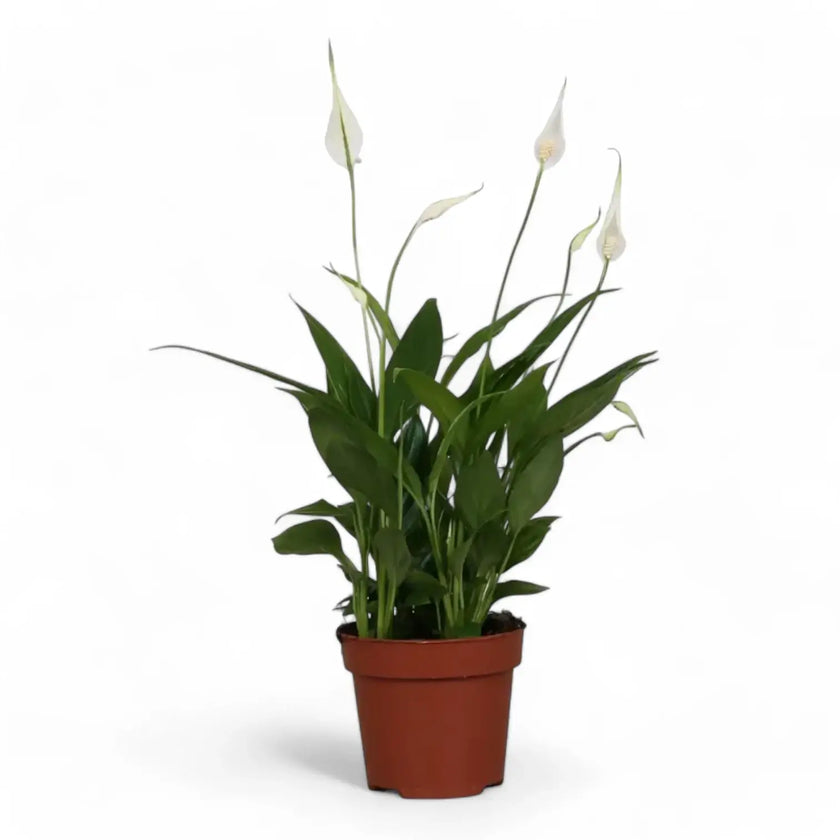 Spathiphyllum 'Korto' potted plant in nursery pot on white background.