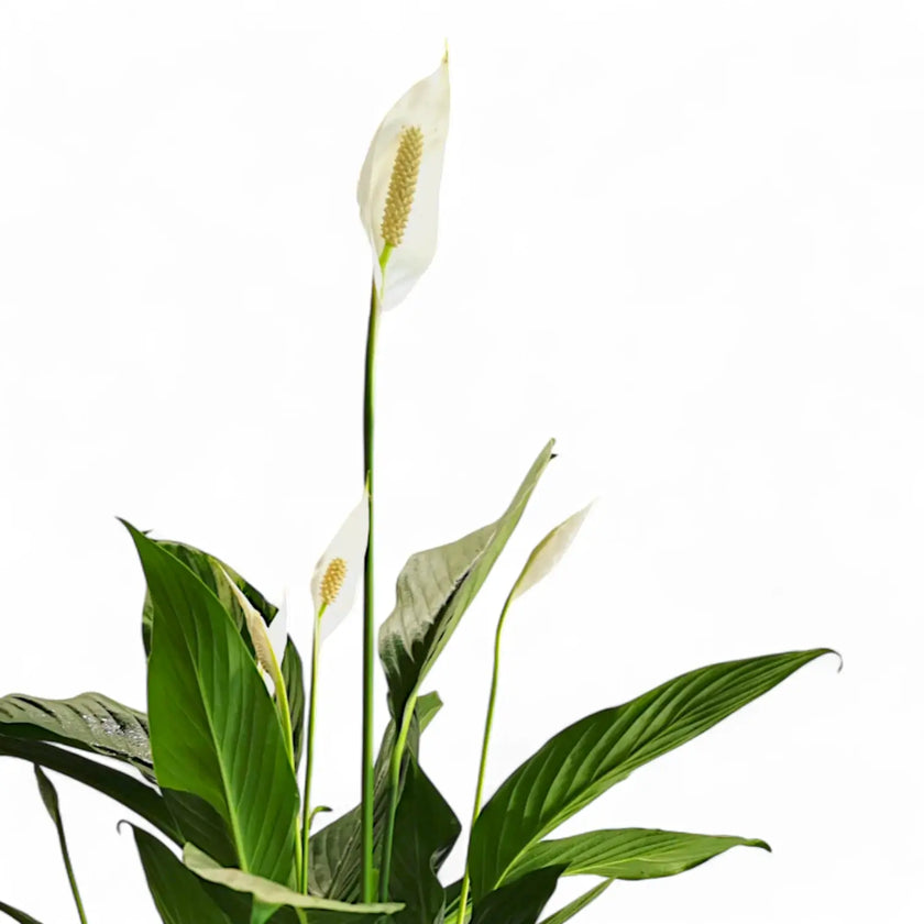Spathiphyllum 'Maximo Cupido' leaf detail on white background.