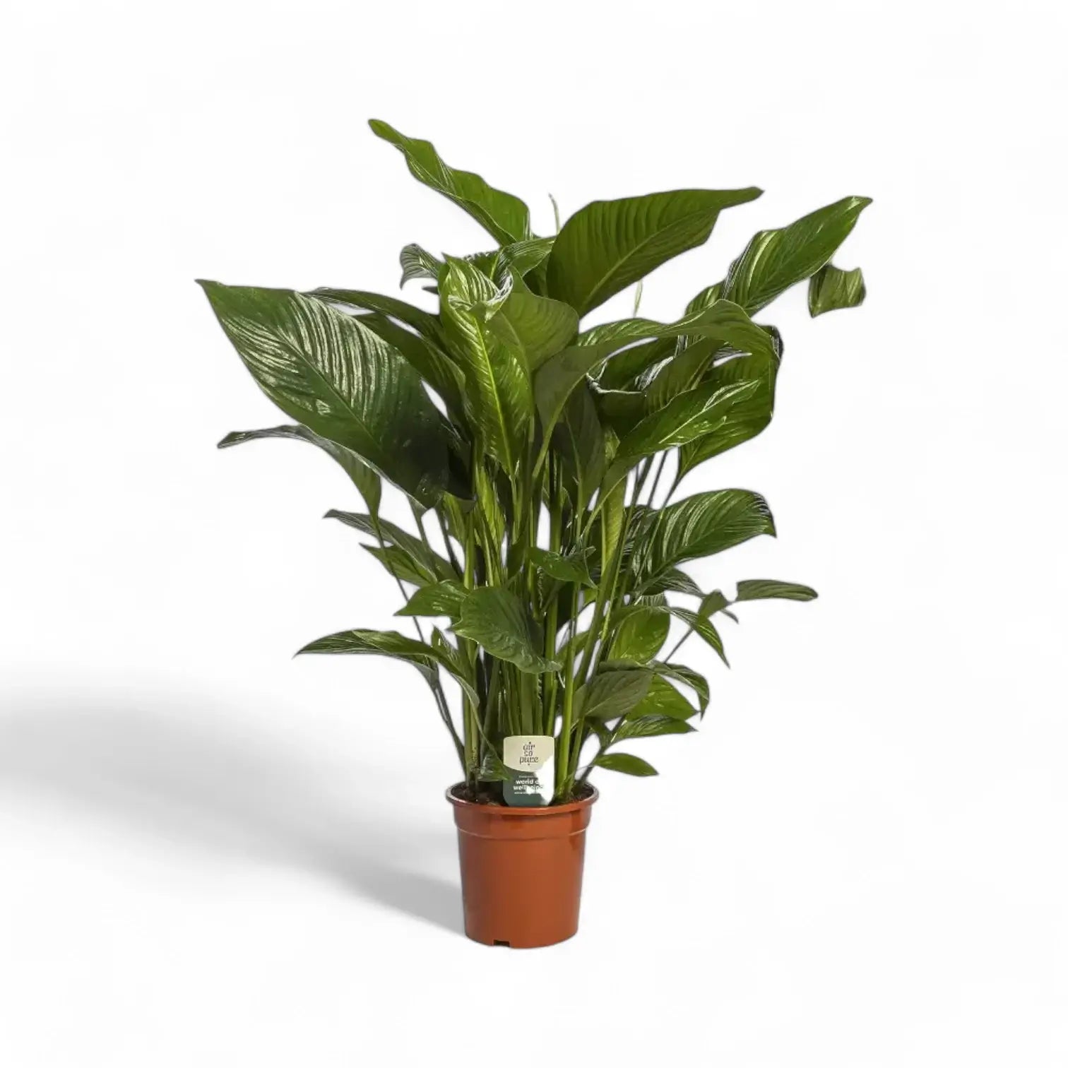 Spathiphyllum 'Maximo Cupido' Zimmerpflanze im Anzuchttopf vor weißem Hintergrund, Produktfoto 2.