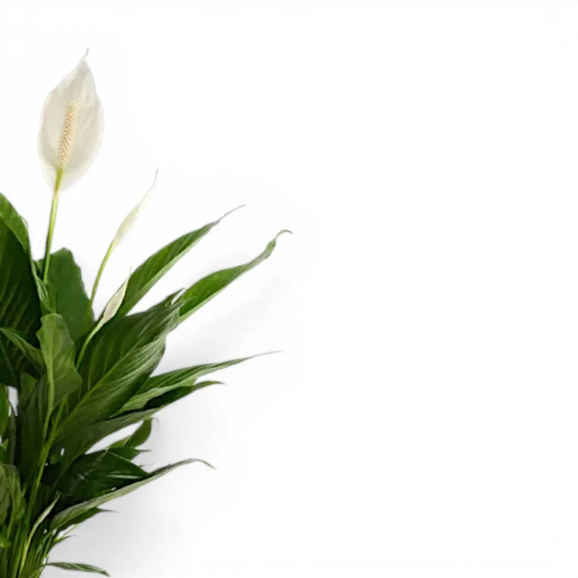 Spathiphyllum Pearl Cupido potted plant in nursery pot on white background.