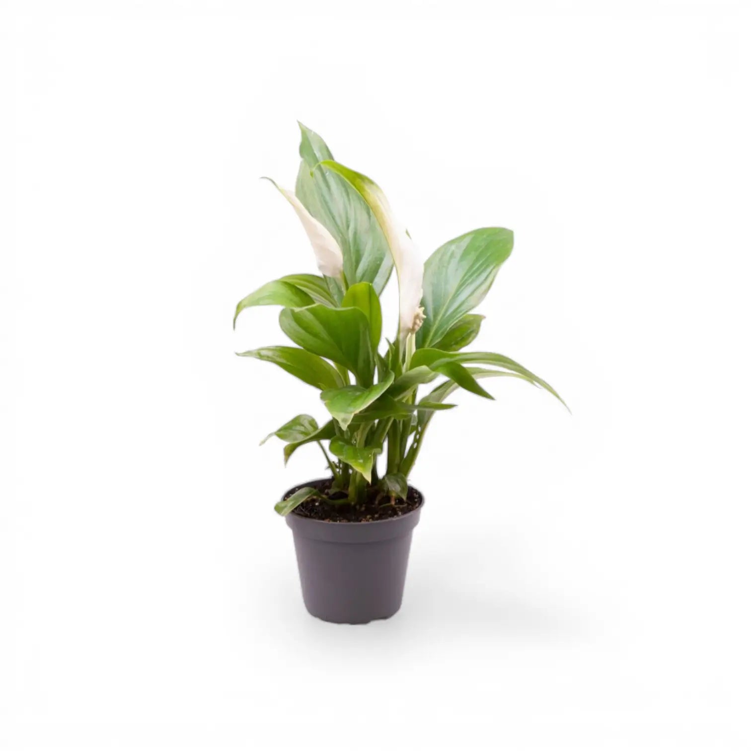 Spathiphyllum 'Pearl Cupido' – Zimmerpflanze im Kulturtopf auf weißem Hintergrund, Produktfoto 1.