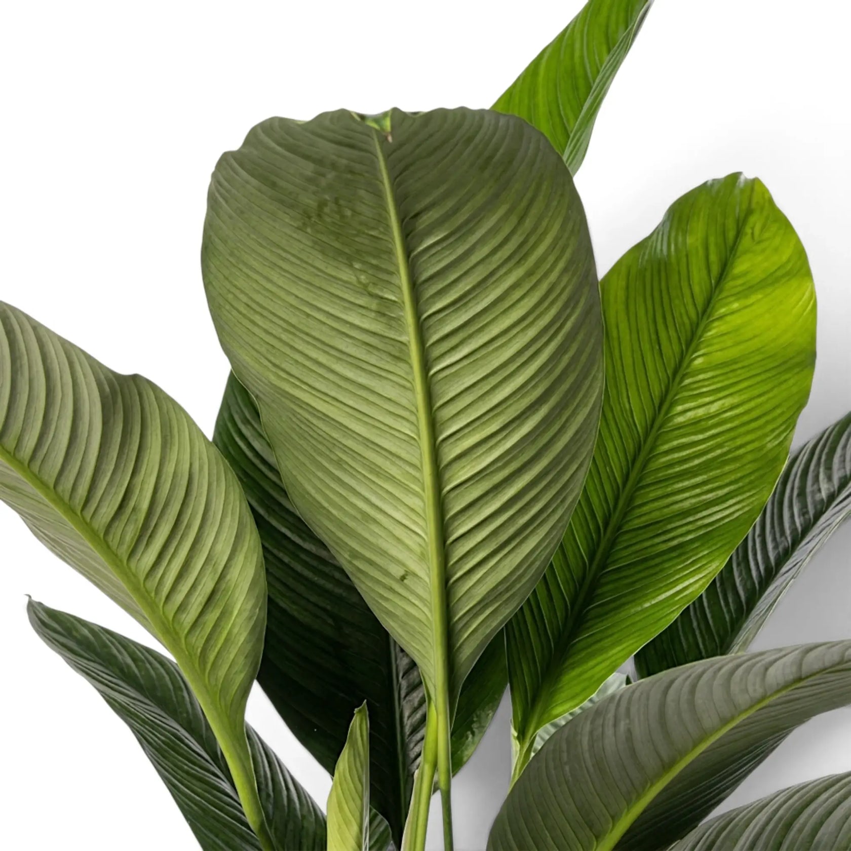 Upright Spathiphyllum 'Sensation' leaf cluster with broad blades and strong parallel ribbing.