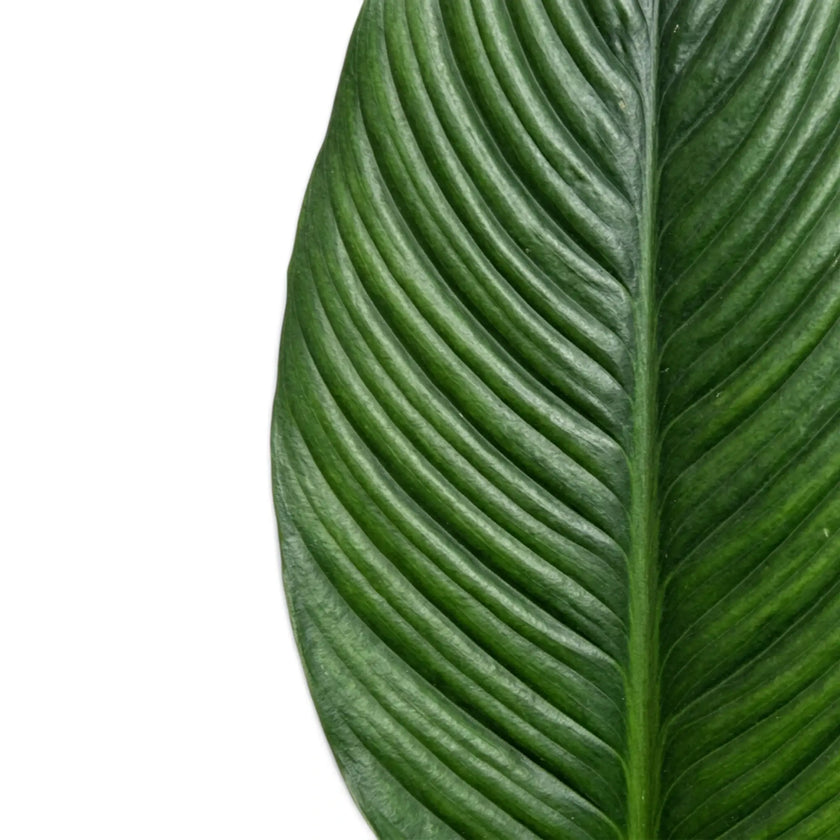 Close view of two Spathiphyllum 'Sensation' leaves showing their deep central ribs.