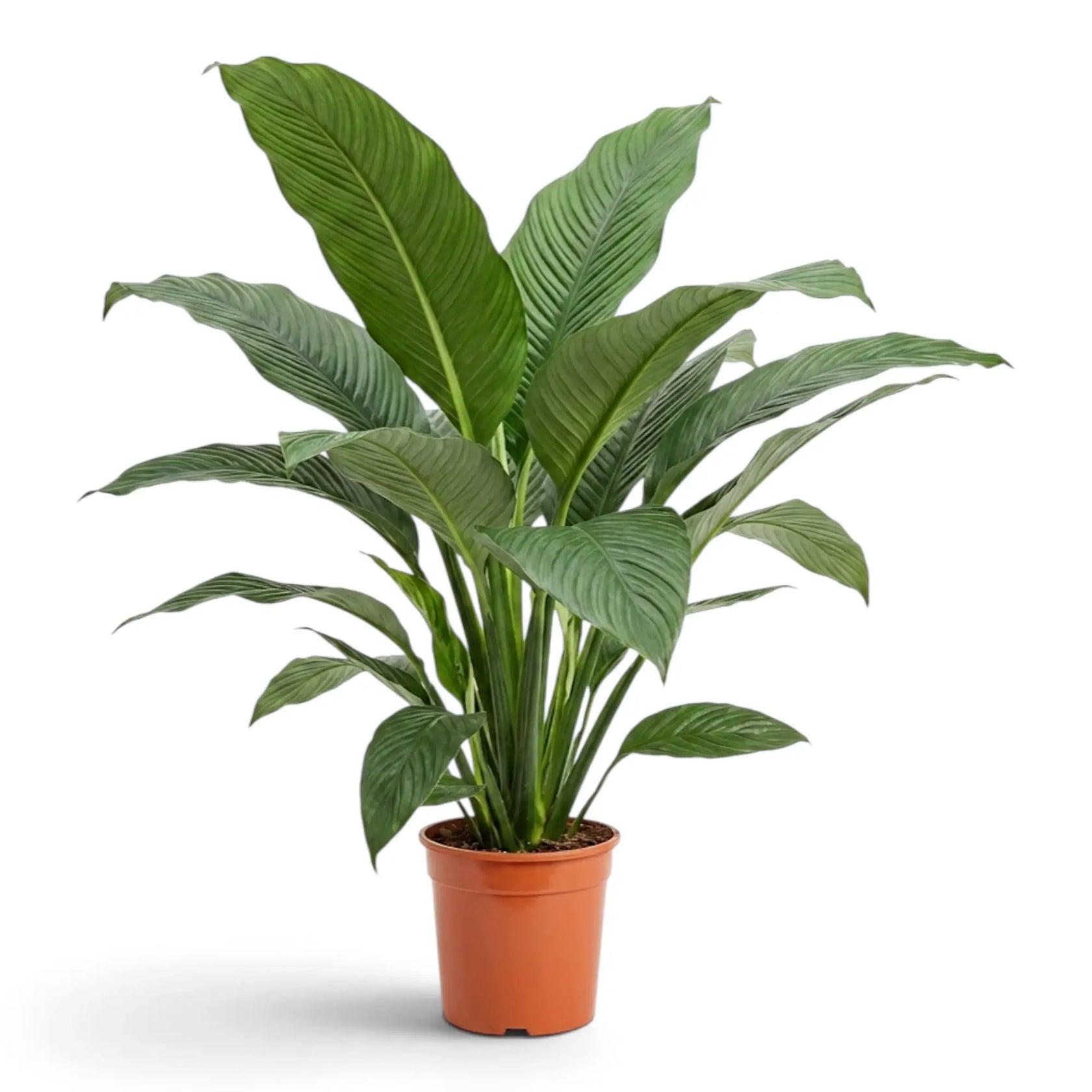 Tall, open Spathiphyllum 'Sensation' XL with layered leaves in a nursery pot.