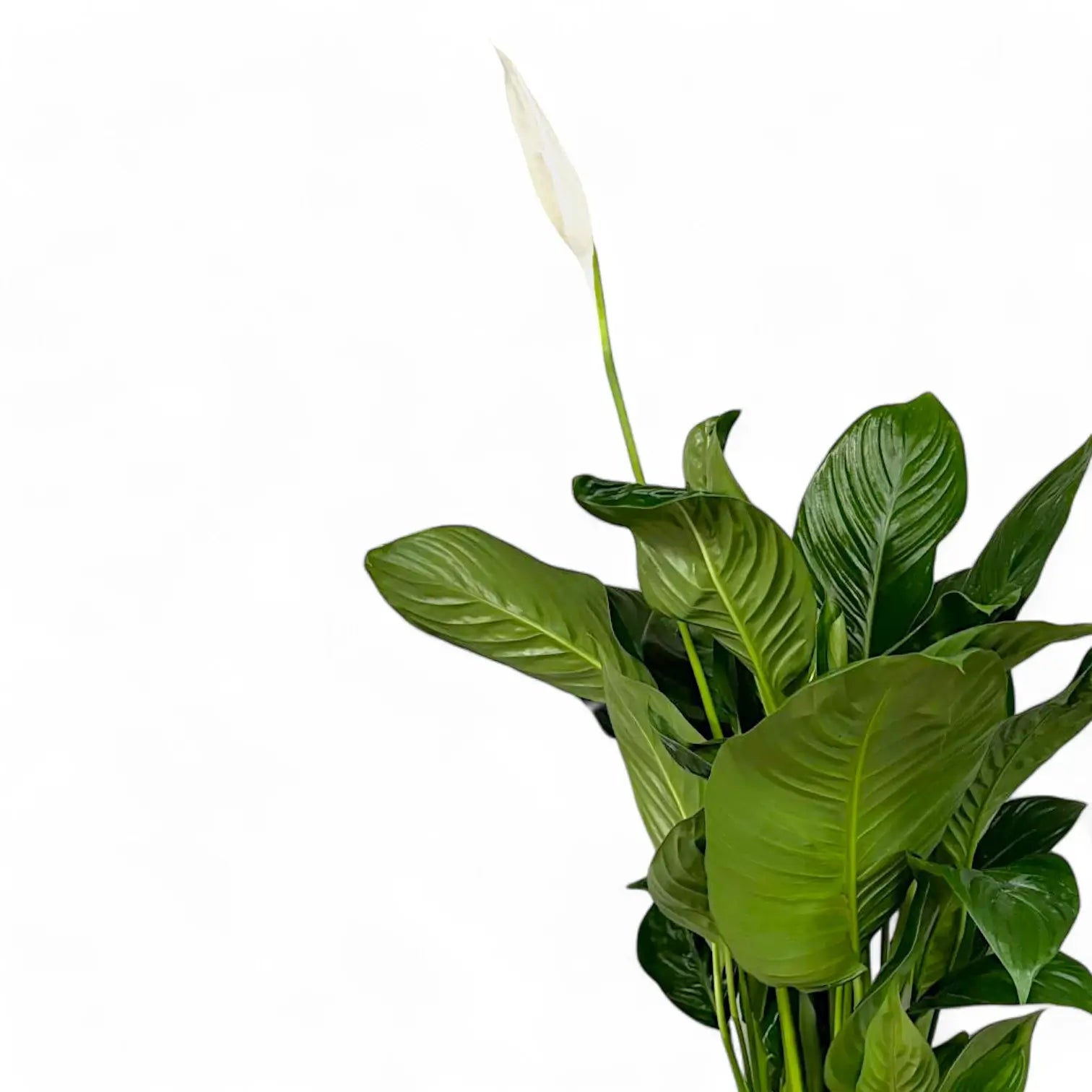Spathiphyllum 'Sweet Isabella' – Blattdetail vor weißem Hintergrund..
