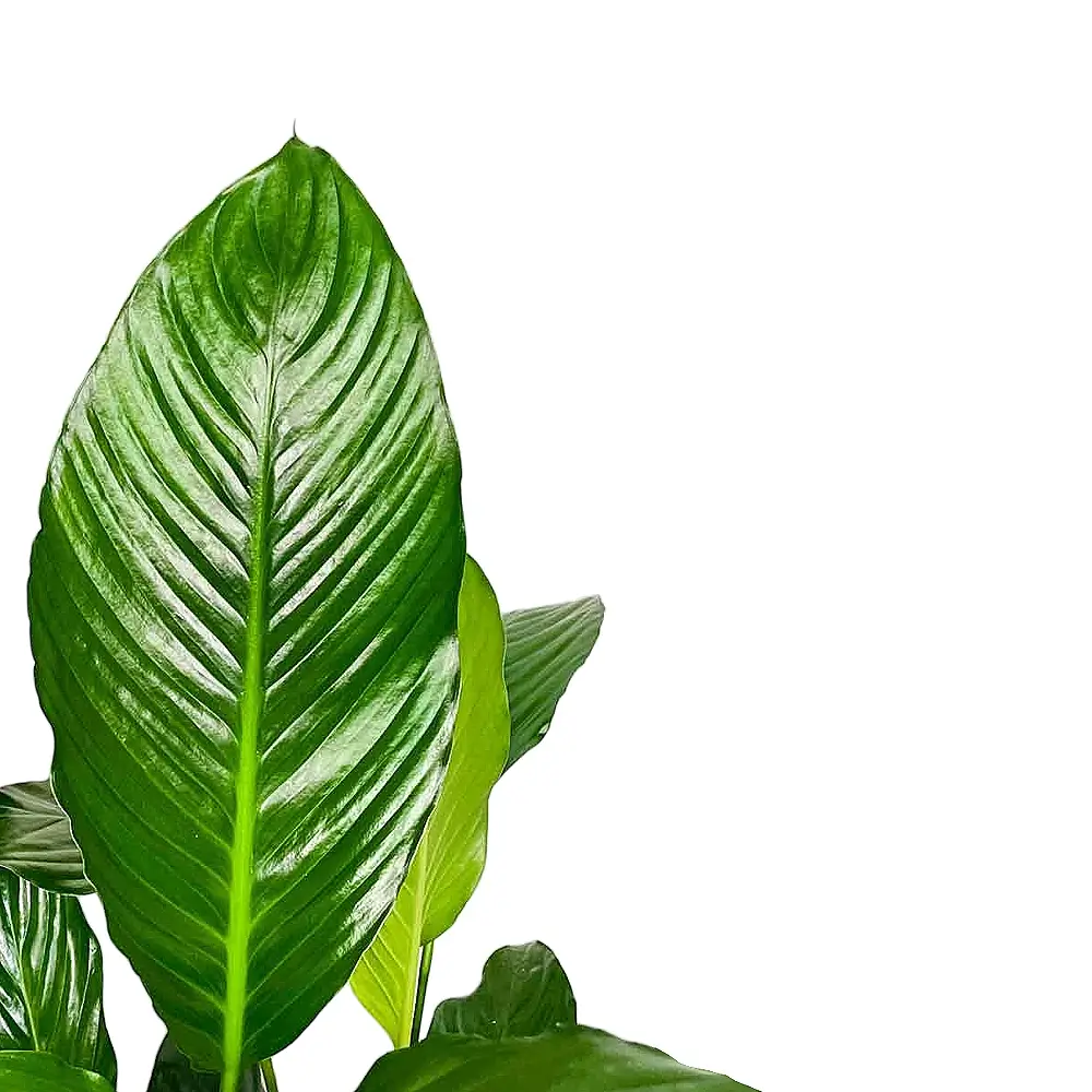 Nahaufnahme eines Blatts von Spathiphyllum 'Sweet Lauretta' vor weißem Hintergrund.