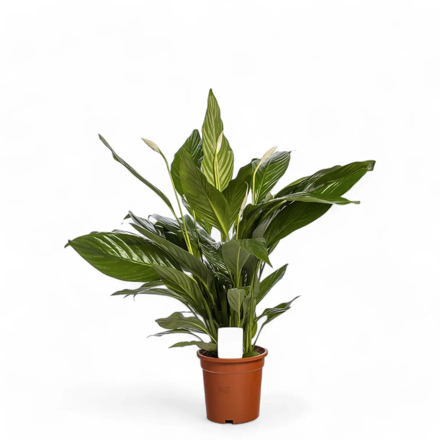 Spathiphyllum 'Sweet Lauretta' potted plant in nursery pot on white background.
