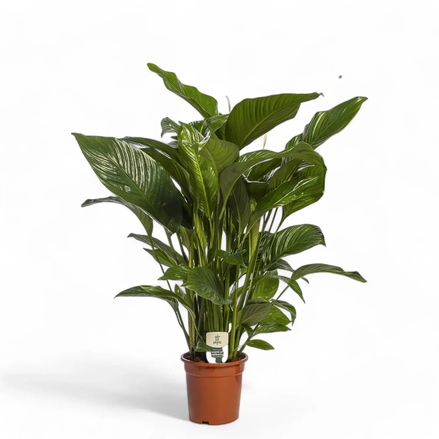 Spathiphyllum 'Sweet Lauretta' potted plant in nursery pot on white background.