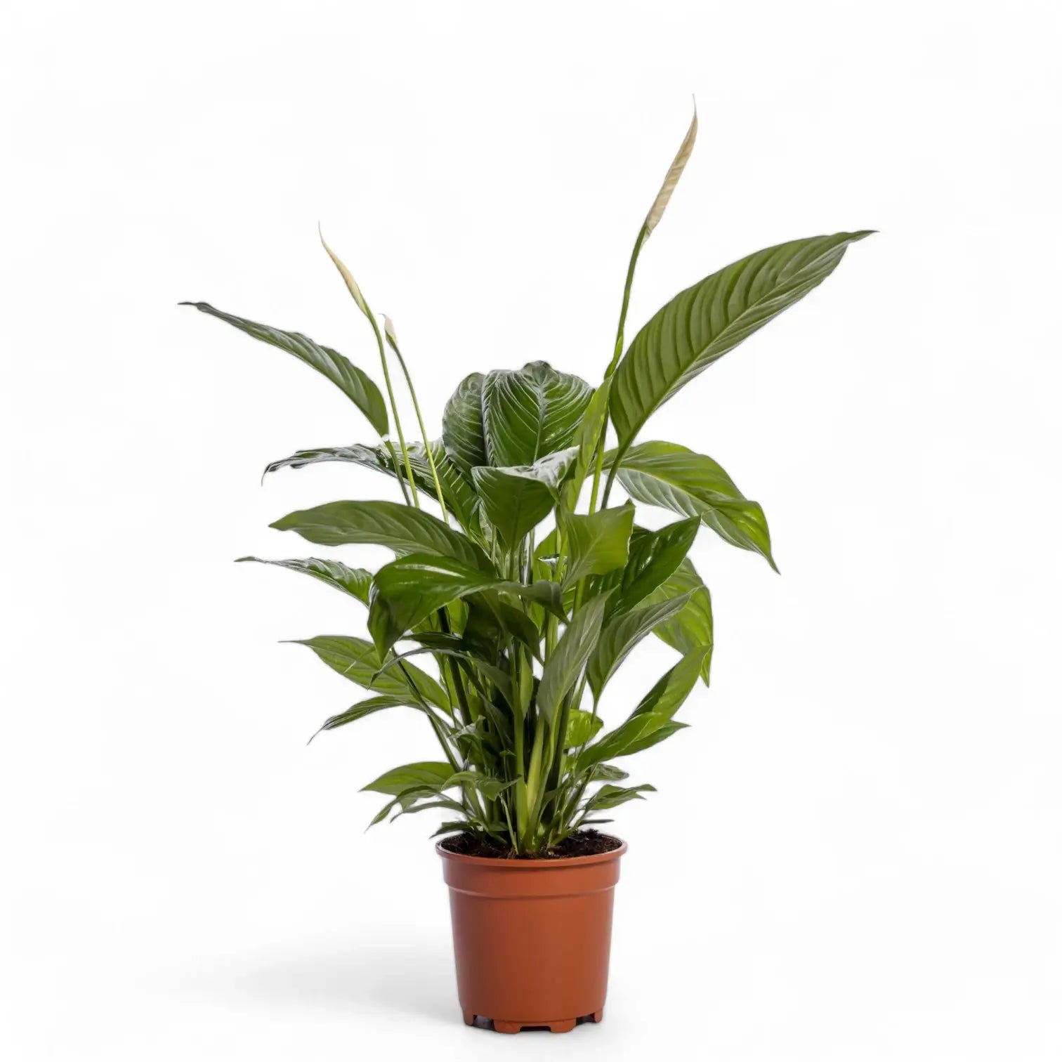 Spathiphyllum 'Sweet Lauretta' – Zimmerpflanze im Kulturtopf auf weißem Hintergrund, Produktfoto 5.