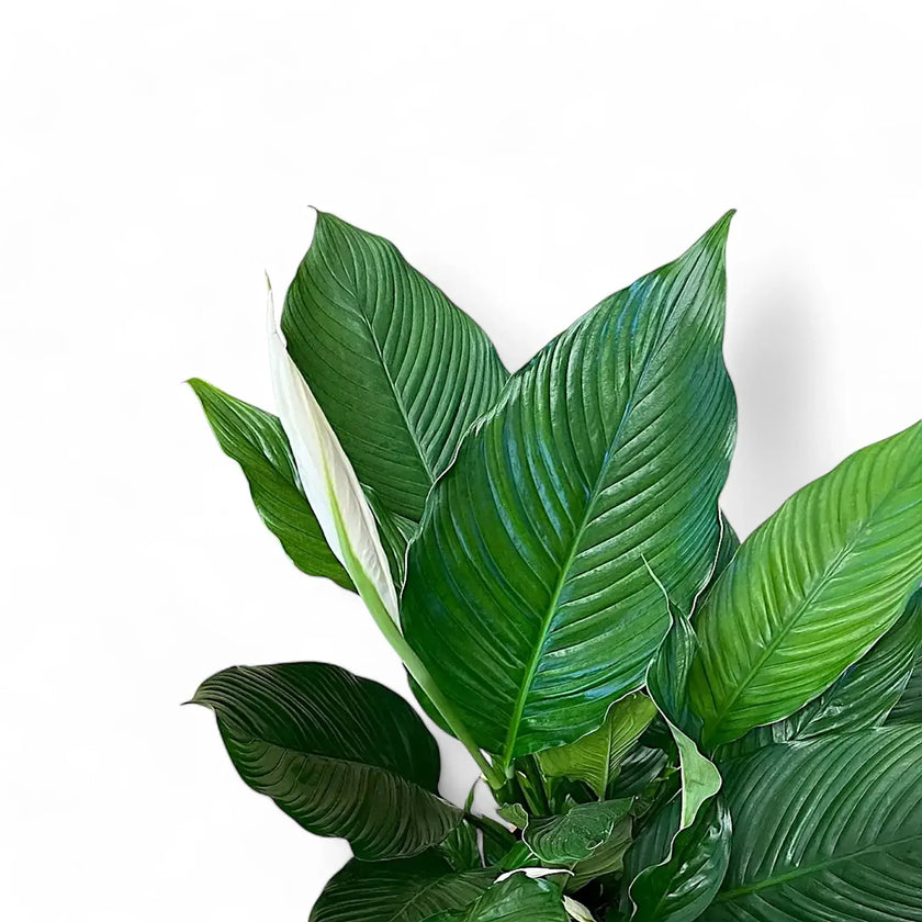 Spathiphyllum 'Sweet Sebastiano' leaf detail on white background.