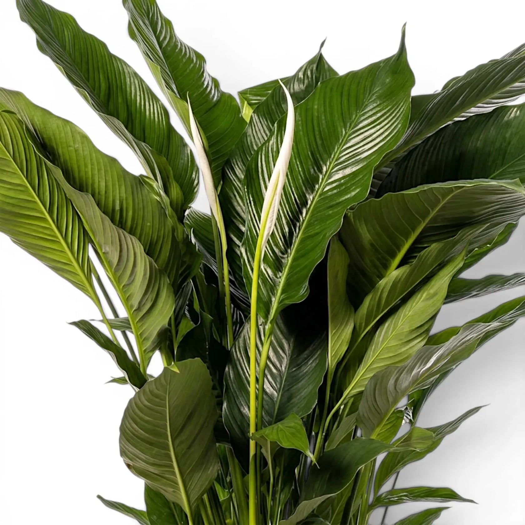 Spathiphyllum Sweet Sebastiano peace lily foliage close-up with green leaves.