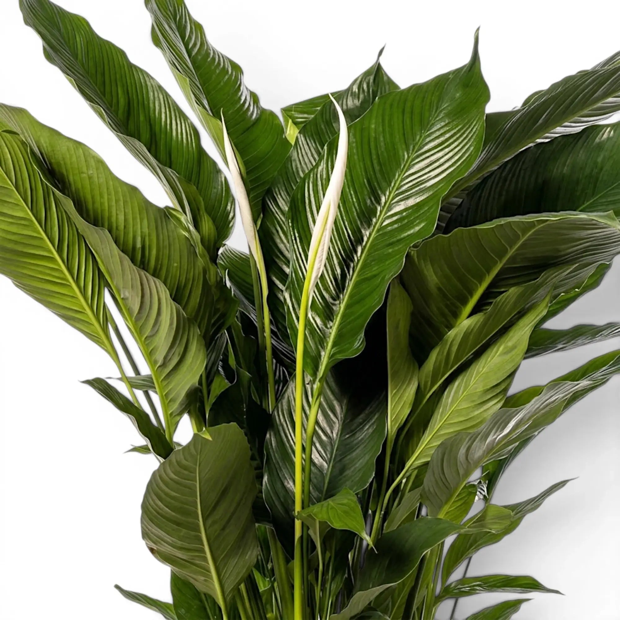 Spathiphyllum Sweet Sebastiano peace lily foliage close-up with green leaves.