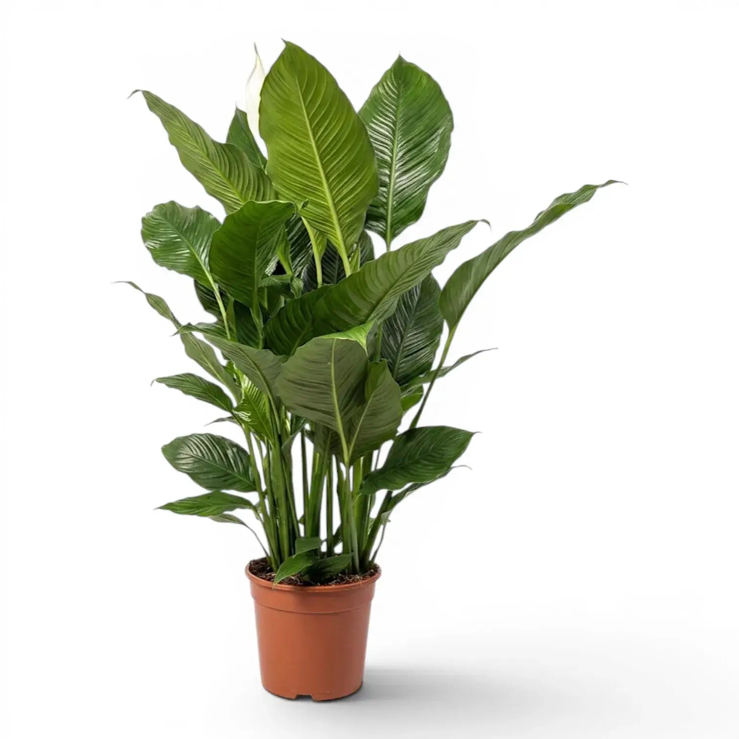 Spathiphyllum Sweet Sebastiano peace lily plant in a nursery pot.
