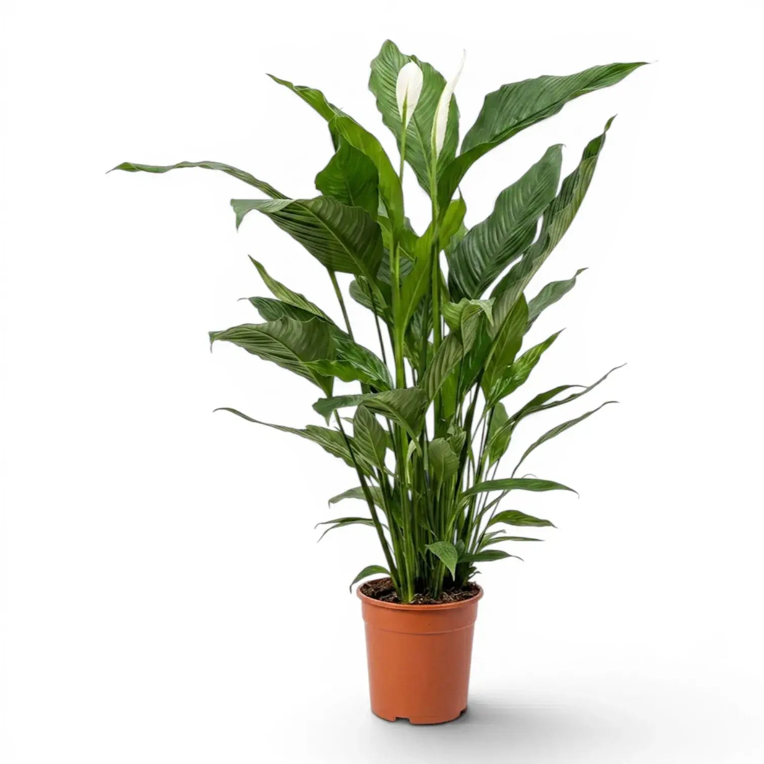 Spathiphyllum Sweet Sebastiano peace lily plant in a nursery pot.