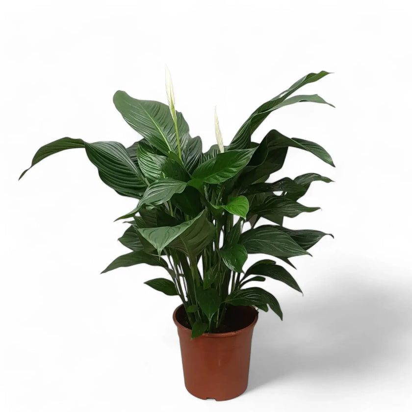 Spathiphyllum 'Sweet Silvana' potted plant in nursery pot on white background.