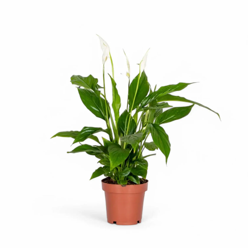 Spathiphyllum 'Torelli' potted plant in nursery pot on white background.