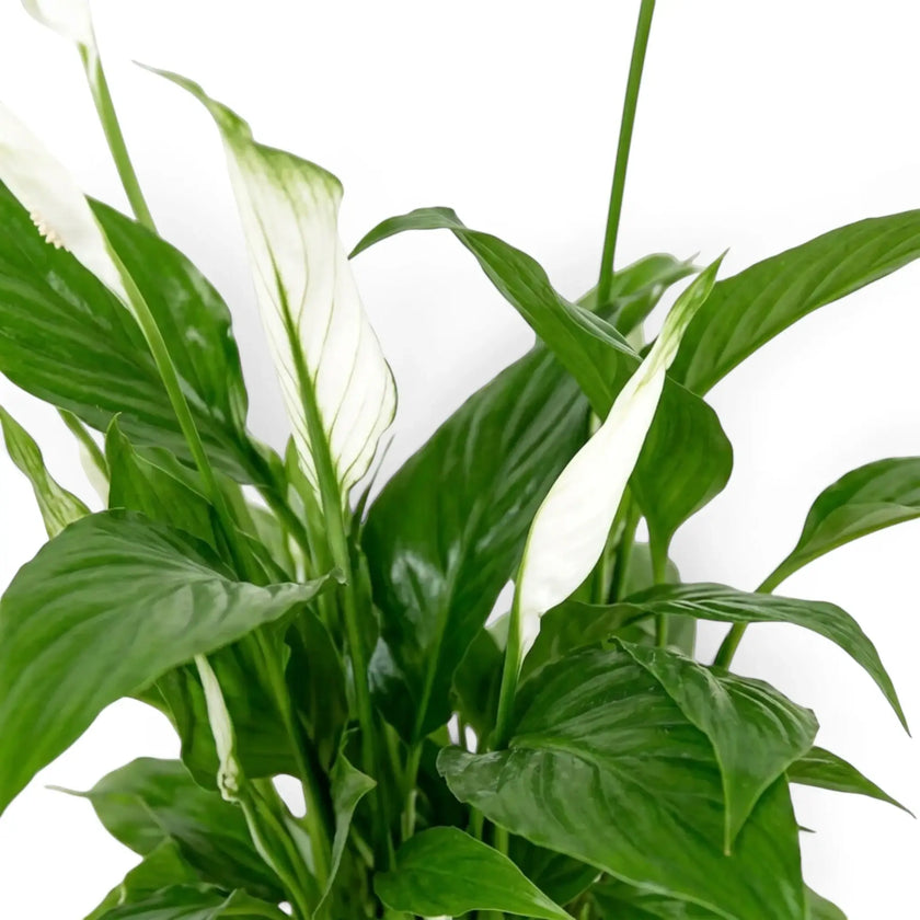 Close-up of Spathiphyllum ‘Torelli’ with dark-green leaves and a white spathe around the flower spike