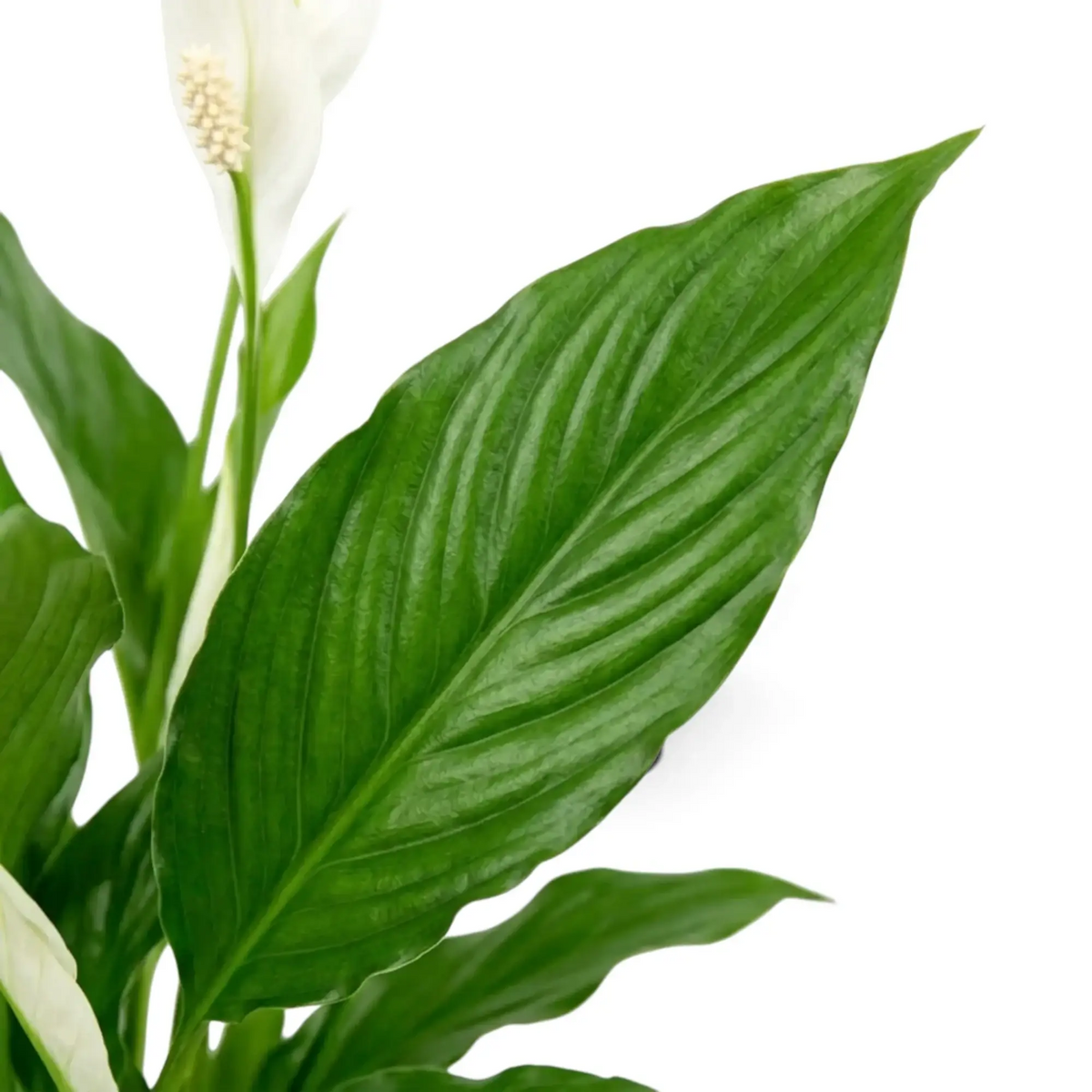Detail von Spathiphyllum ‘Torelli’ mit weißen Hochblättern vor glänzendem grünem Laub
