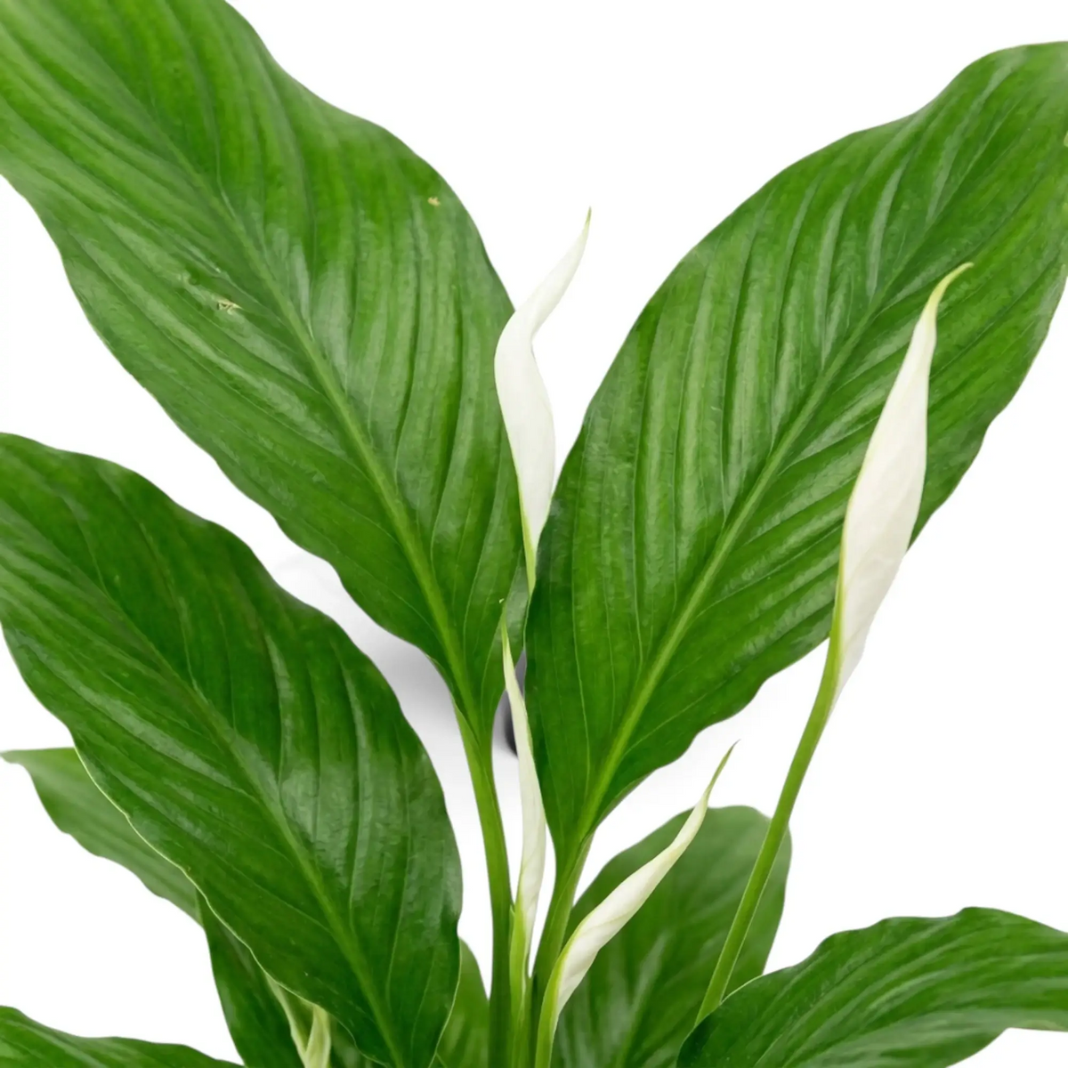 Nahaufnahme von Spathiphyllum ‘Torelli’ mit aufrechten weißen Hochblättern und zentralen Blütenkolben