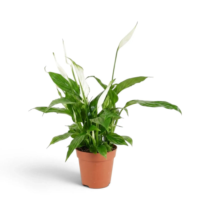 Potted Spathiphyllum ‘Torelli’ showing a compact rounded crown of glossy leaves and white flowers