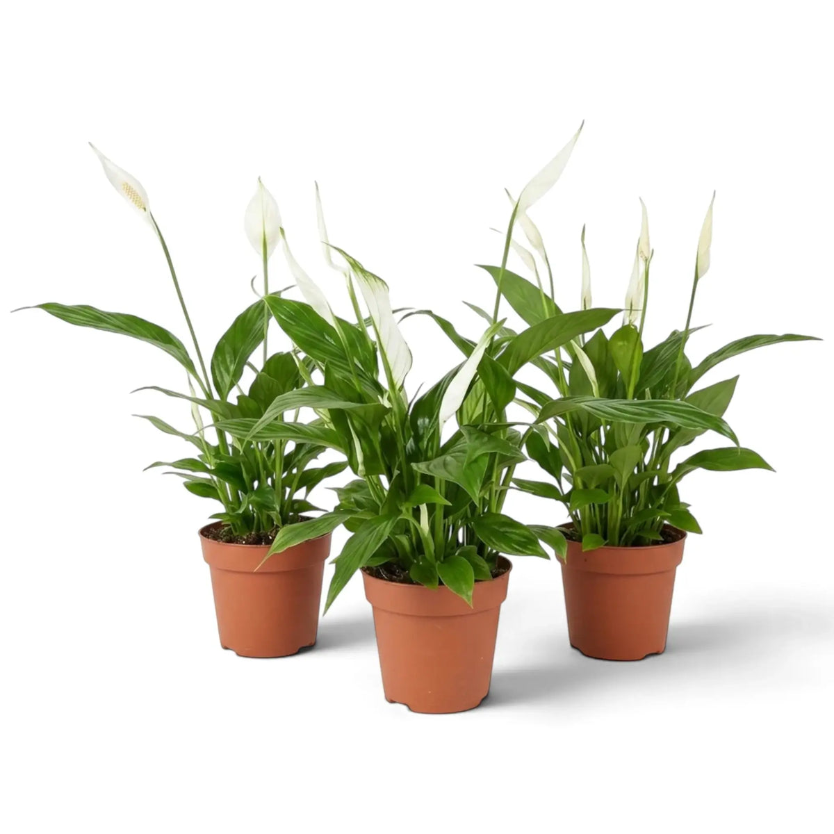 Spathiphyllum ‘Torelli’ im Kulturtopf mit kompaktem Wuchs und weißen Blütenständen über grünen Blättern