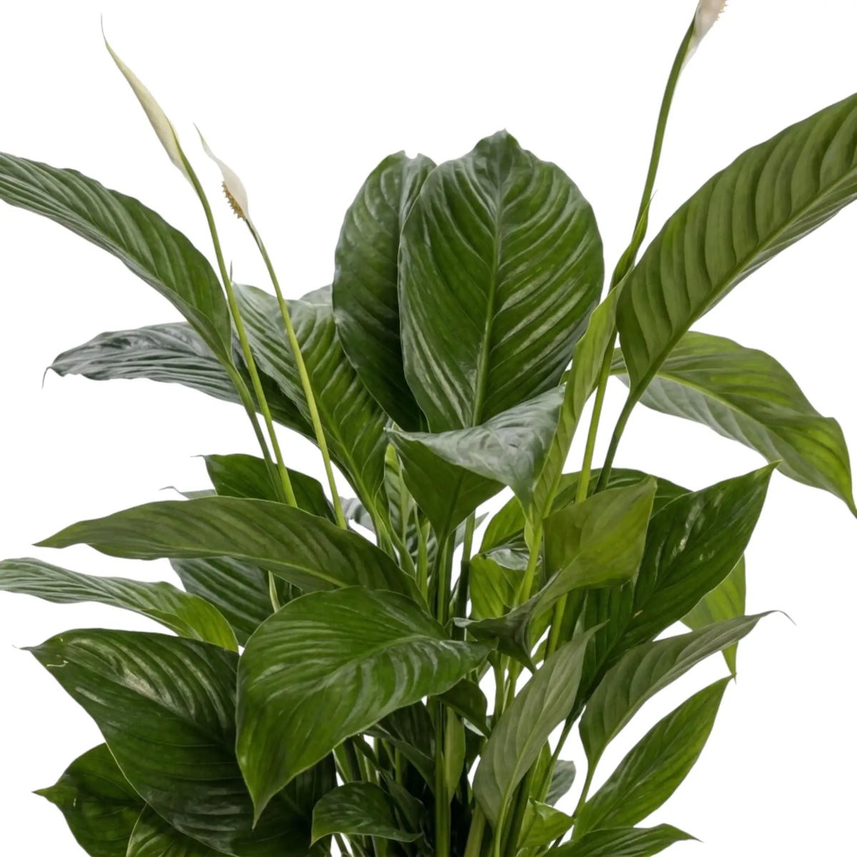 Nahaufnahme überlappender Blätter von Spathiphyllum 'Vivaldi' mit glänzend dunkelgrünen Oberflächen und gerippter Struktur