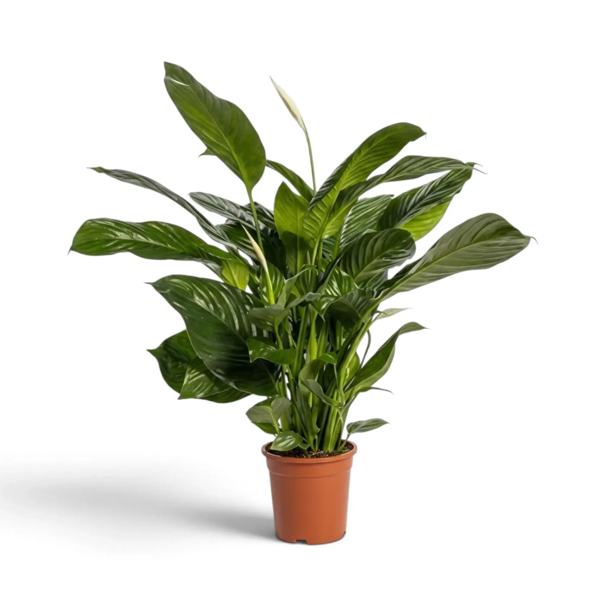 Spathiphyllum 'Vivaldi' im Kulturtopf mit übereinander angeordneten glänzenden Blättern und neuem Austrieb in der Mitte
