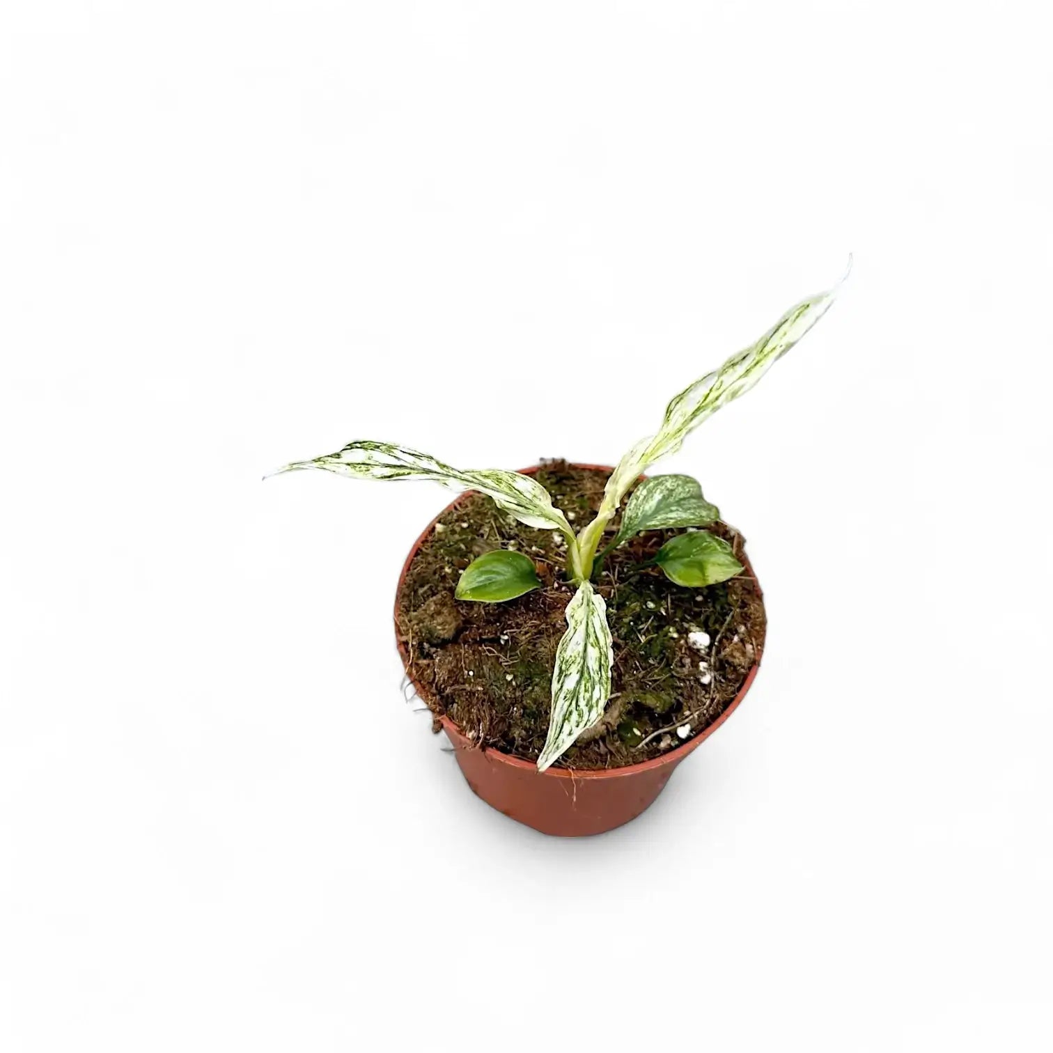 Spathiphyllum wallisii 'Sensation' variegata potted plant in nursery pot on white background.